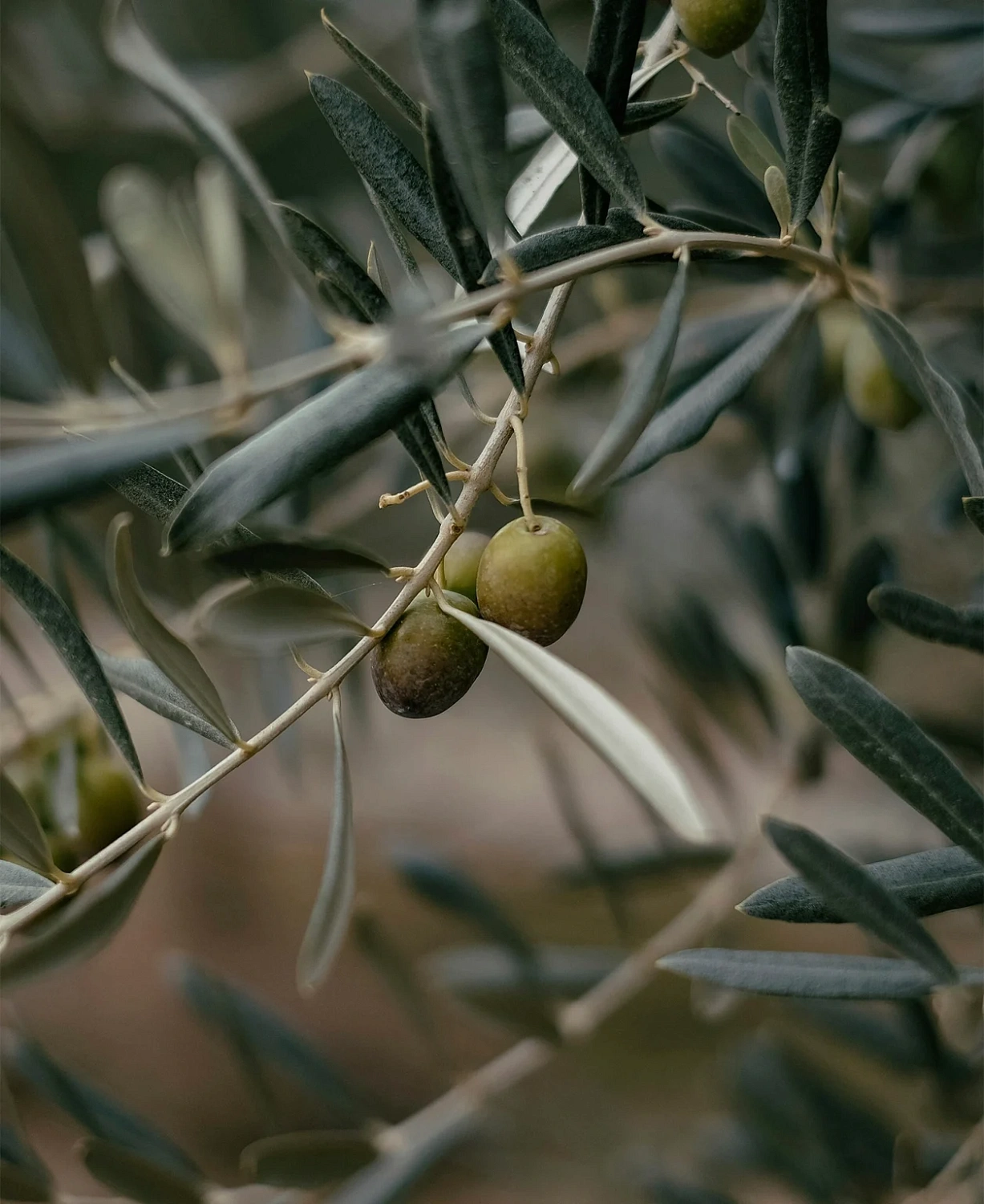 ЧИПСЫ С ОЛИВКОВЫМ МАСЛОМ